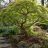 Idősebb zöld lombú Acer palmatum japán juhar árnyékos kertben