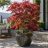 Acer palmatum japán juhar nagy dézsában modern teraszon
