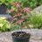 Fiatal Acer palmatum japán juhar palánta nevelőcserépben