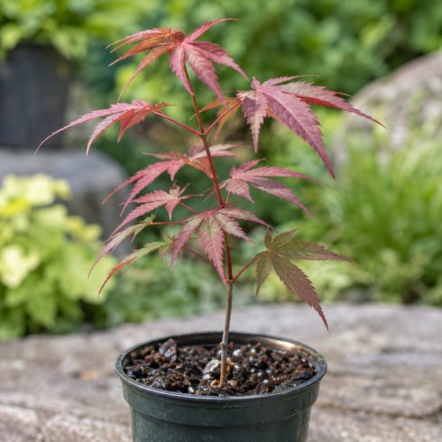 Acer palmatum - 5pcs seeds/packet - goldenpalm.hu