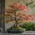 Acer palmatum japán juhar bonsai dekoratív bonsai tálban