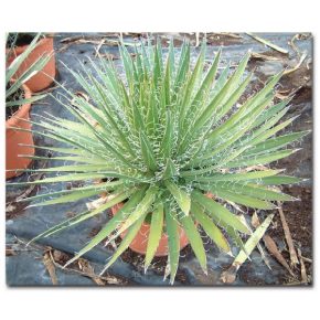   Agave filifera ssp. schidigera - Fonalas levelű agave - 5db mag/csomag