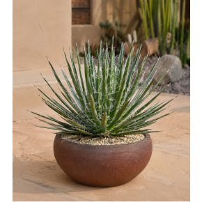   Agave filifera ssp. schidigera - Fonalas levelű agave - 5db mag/csomag