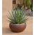 Agave filifera ssp. schidigera - Fonalas levelű agave - 5db mag/csomag