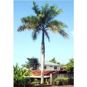 Roystonea regia - Kubai királypálma - 5db mag/csomag