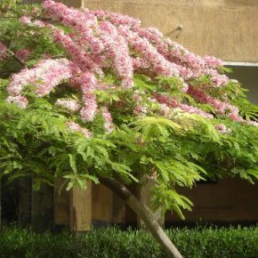 Cassia javanica subsp. nodosa - 5db mag/csomag