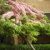 Cassia javanica subsp. nodosa - 5db mag/csomag