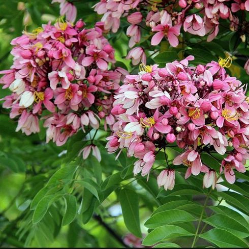 Cassia javanica subsp. nodosa - 5db mag/csomag