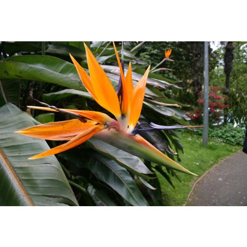 Strelitzia reginae - Narancs papagájvirág - 5db mag/csomag