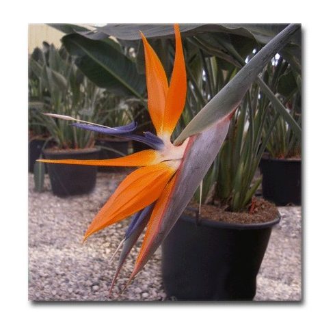 Strelitzia reginae - Narancs papagájvirág - 5db mag/csomag