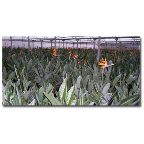 Strelitzia reginae - Narancs papagájvirág - 5db mag/csomag