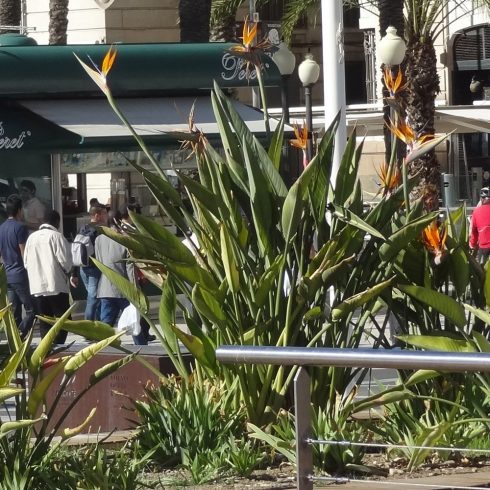 Strelitzia reginae - Narancs papagájvirág - 5db mag/csomag