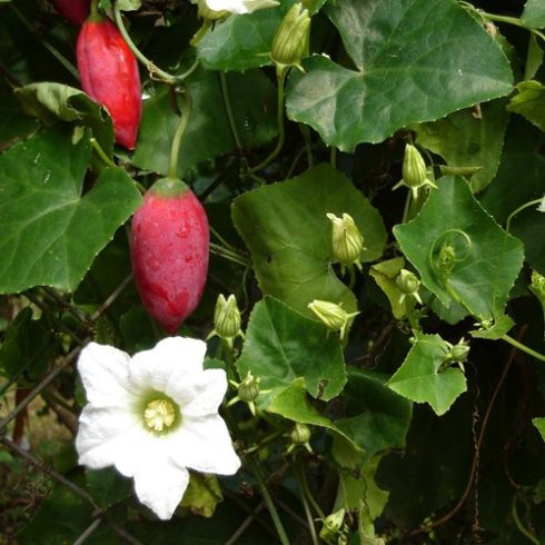 Coccinia grandis - Borostyán tök - 5db mag/csomag