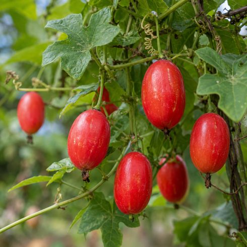 Coccinia grandis borostyántök érett piros termései a kúszónövényen