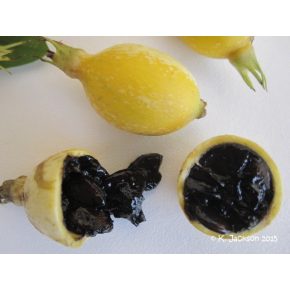   Rosenbergiodendron formosum - Szedergyümölcs - 5db mag/csomag