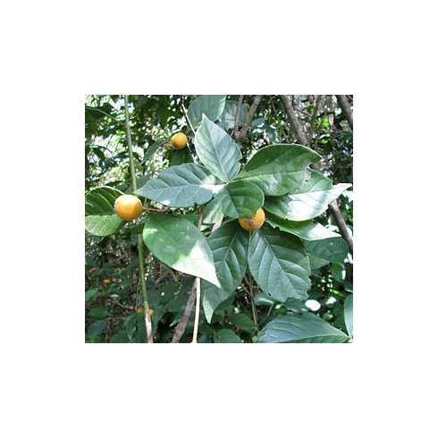 Rosenbergiodendron formosum - Szedergyümölcs - 5db mag/csomag