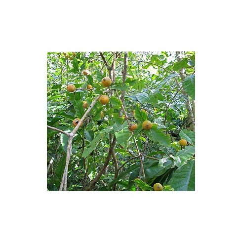 Rosenbergiodendron formosum - Szedergyümölcs - 5db mag/csomag