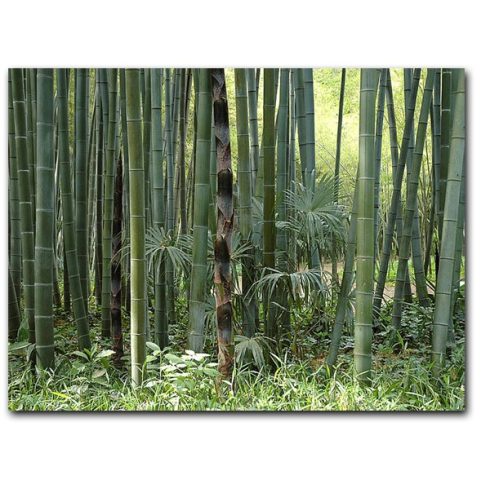 Phyllostachys pubescens - Moso bambusz - 5db mag/csomag