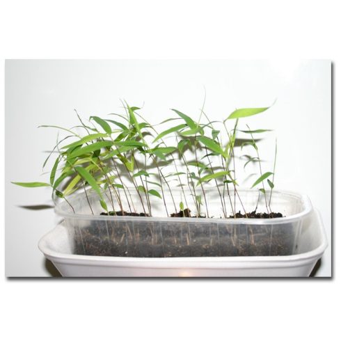 Phyllostachys pubescens - Moso bambusz - 5db mag/csomag