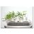 Phyllostachys pubescens - Moso bambusz - 5db mag/csomag