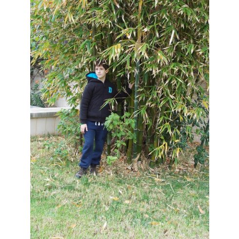 Phyllostachys pubescens - Moso bambusz - 5db mag/csomag