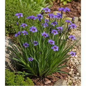 Sisyrinchium bellum – Kék szemű fű - 5db mag/csomag