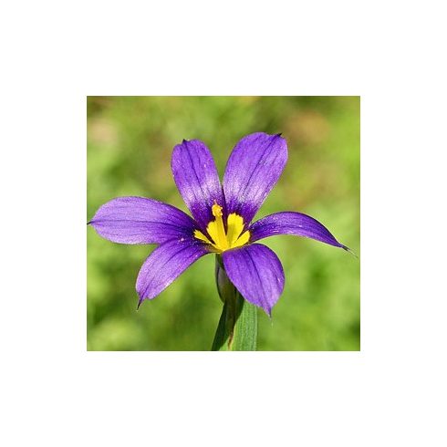 Sisyrinchium bellum – Kék szemű fű - 5db mag/csomag