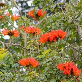 Spathodea campanulata - Afrikai tulipánfa - 5db mag/csomag