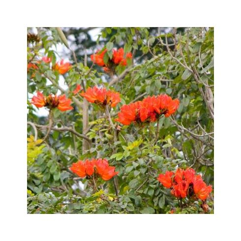 Spathodea campanulata - Afrikai tulipánfa - 5db mag/csomag