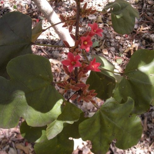 Brachychiton bidwillii - Törpe ausztrálpalackfa - 3db mag/csomag 