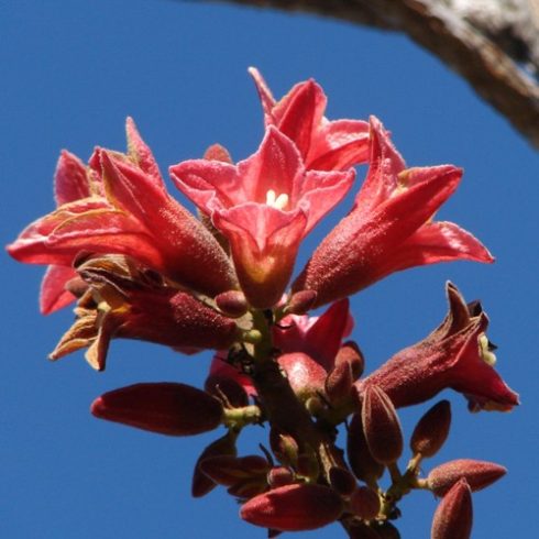 Brachychiton bidwillii - Törpe ausztrálpalackfa - 3db mag/csomag 