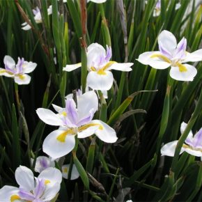   Dietes grandiflora - Nagyvirágú kaffernőszirom - 5db mag/csomag
