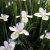 Dietes grandiflora - Nagyvirágú kaffernőszirom - 5db mag/csomag