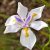 Dietes grandiflora - Nagyvirágú kaffernőszirom - 5db mag/csomag