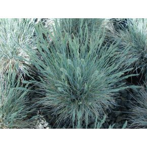 Festuca coxii - Kék csenkesz - 5db mag/csomag