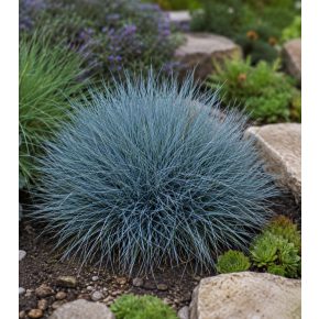 Festuca coxii - Kék csenkesz - 5db mag/csomag