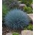 Festuca coxii - Kék csenkesz - 5db mag/csomag