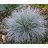 Festuca coxii - Kék csenkesz - 5db mag/csomag