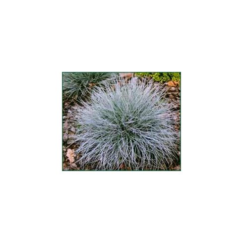 Festuca coxii - Kék csenkesz - 5db mag/csomag
