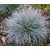 Festuca coxii - Kék csenkesz - 5db mag/csomag