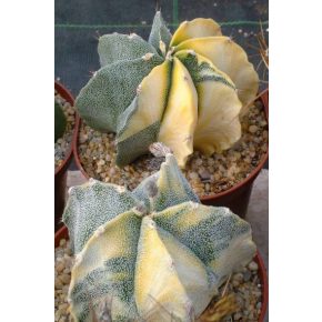   Astrophytum myriostigma 'Variegata' - Püspöksüvegkaktusz - 2db mag/csomag