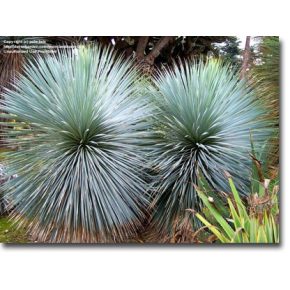 Yucca rostrata - Csőrös jukka - 5db mag/csomag