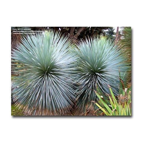 Yucca rostrata - Csőrös jukka - 5db mag/csomag