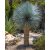 Yucca rostrata csőrös jukka kifejlett növény ezüstös-kék levélkoronával