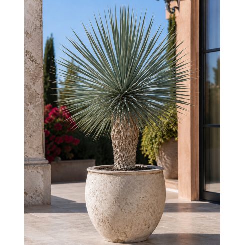 Dézsában nevelt Yucca rostrata csőrös jukka napos teraszon