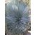 Yucca rostrata - Csőrös jukka - 5db mag/csomag