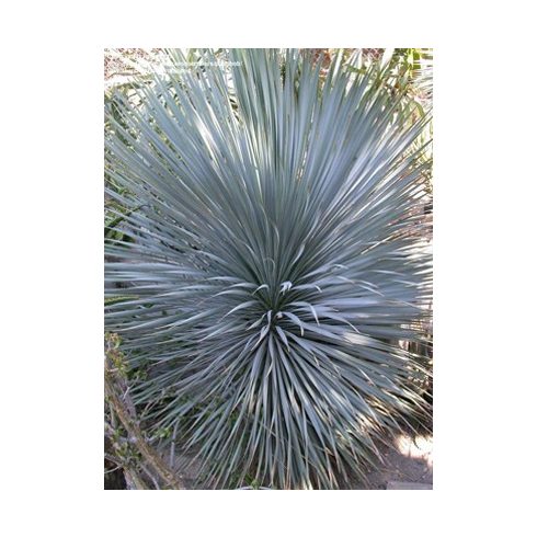Yucca rostrata jellegzetes keskeny ezüstös-kék levelei közelről