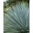Yucca rostrata szárazságtűrő egzotikus növény levele