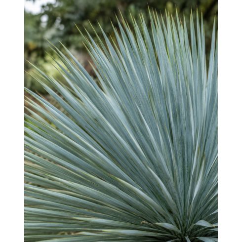 Yucca rostrata - Csőrös jukka - 5db mag/csomag