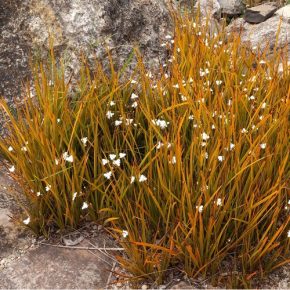 Libertia peregrinans - 5db mag/csomag